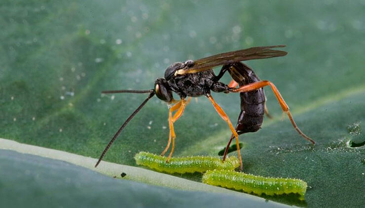 Фото муравья-пули