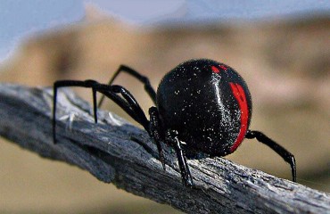 Отруйний павук чорна вдова