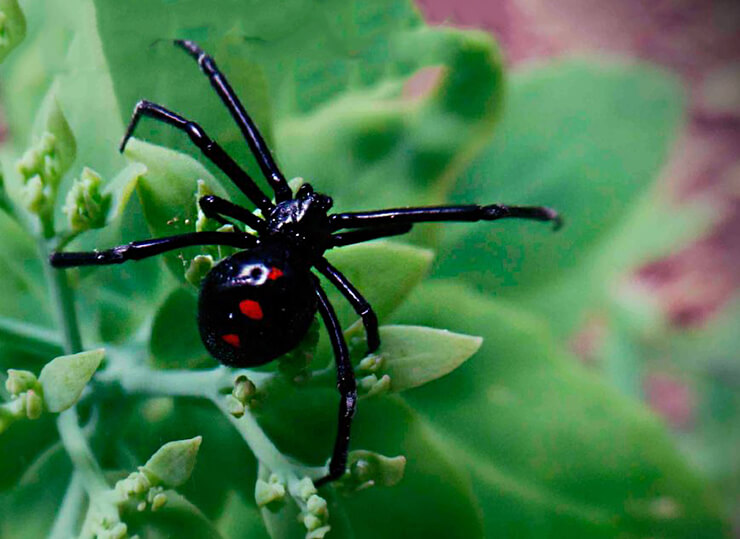 Фото паука черная вдова