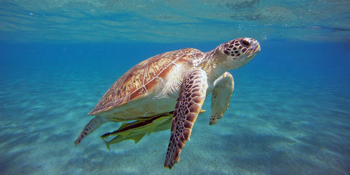Головастая черепаха в море