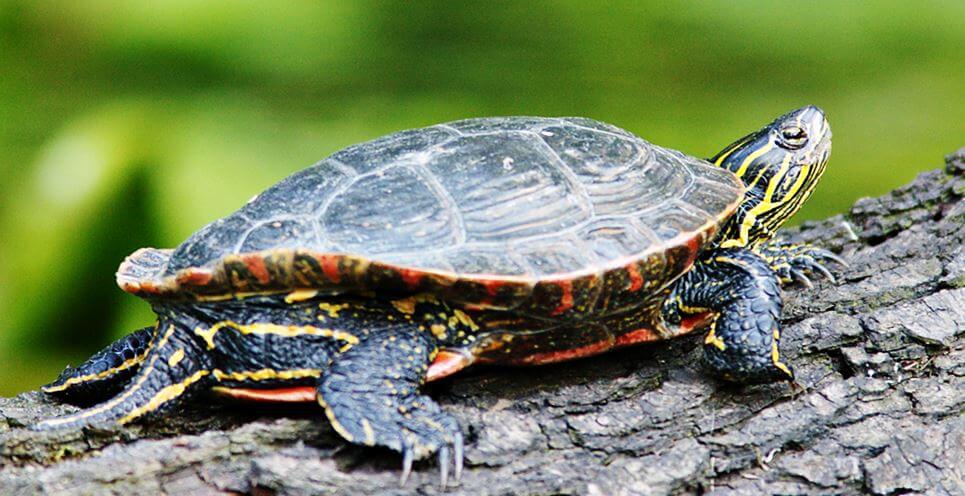 Красноухая черепаха фото