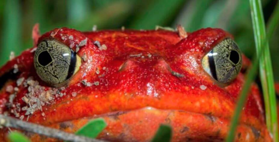 Довольная мордочка лягушки-помидора