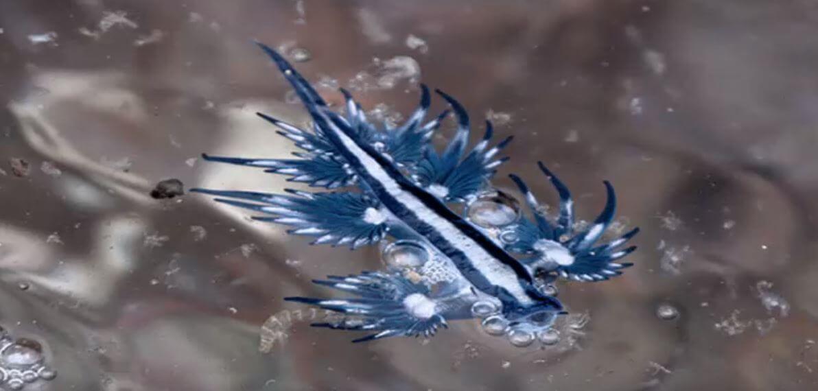 Передвижение голубого дракона по воде
