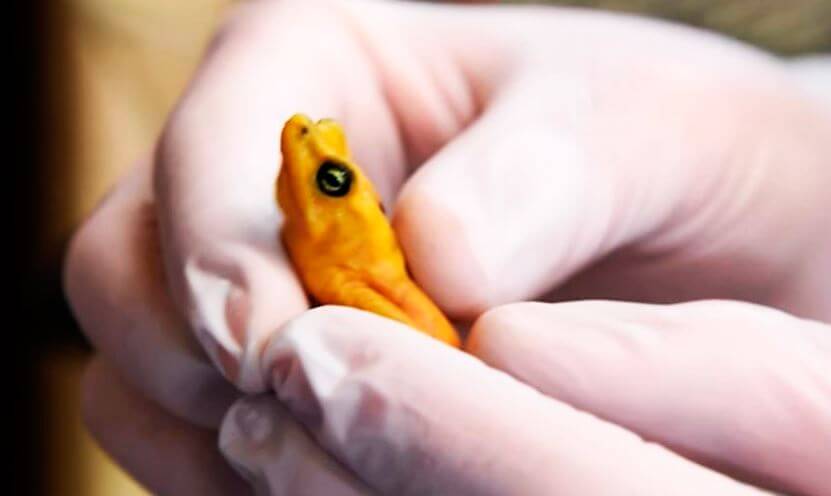 Ядовитая Панамская золотая лягушка фото