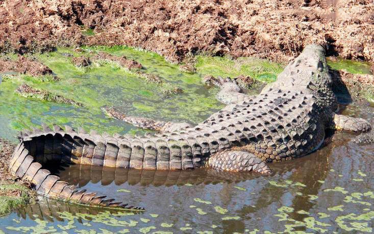 Западноафриканский крокодил фото