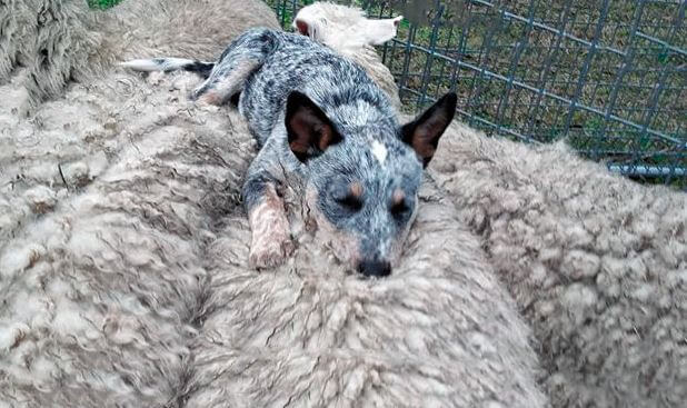 Австралийская пастушья собака фото