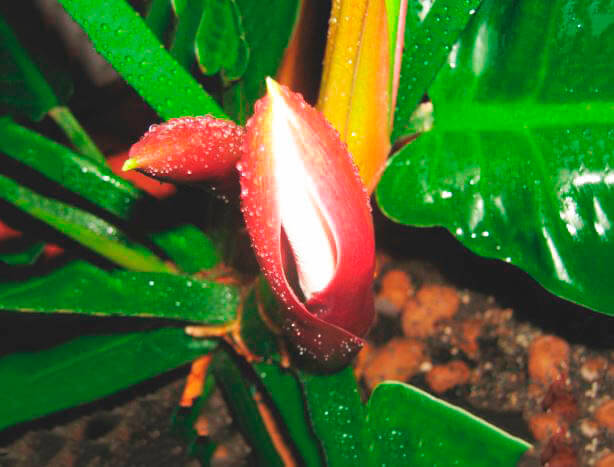 Цветок филодендрона краснеющего