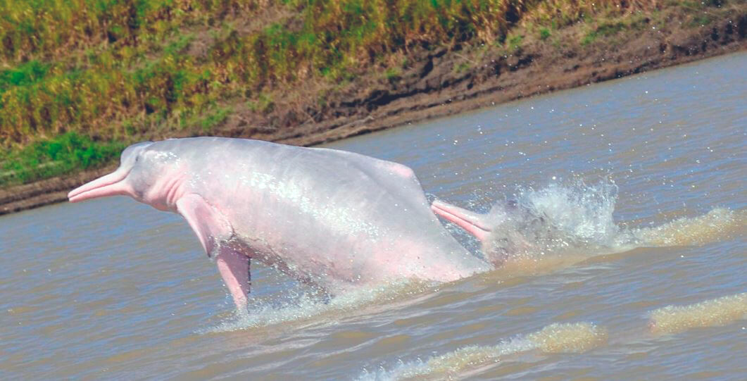 Амазонский дельфин над водой