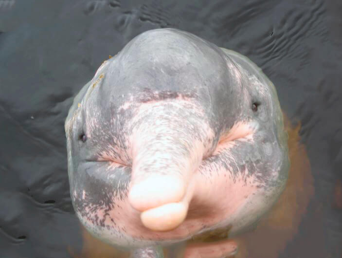 Амазонский дельфин фото