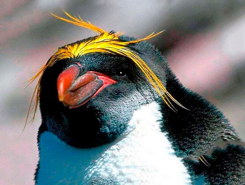 Золотоволосый пингвин фото