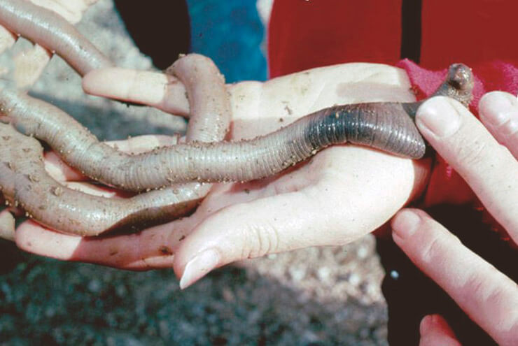 Австралийский гигантский дождевой червь в руках
