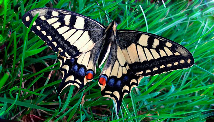 Бабочка махаон | Мир животных и растений