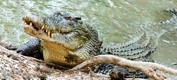 Появление на суше кубинского крокодила