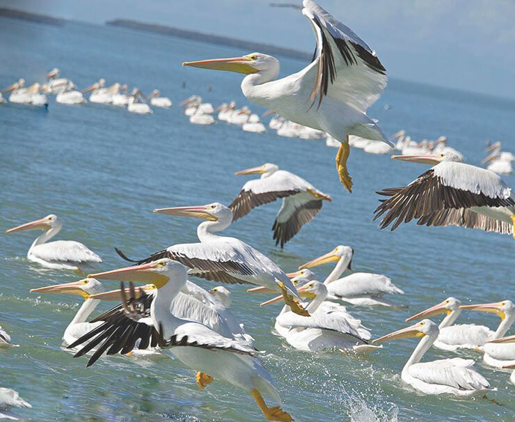 Стая американских белых пеликанов