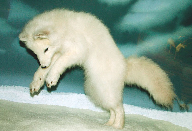 Прыжок полярной лисы