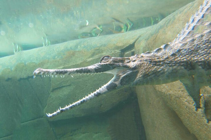 Подводная жизнь гавиалового крокодила