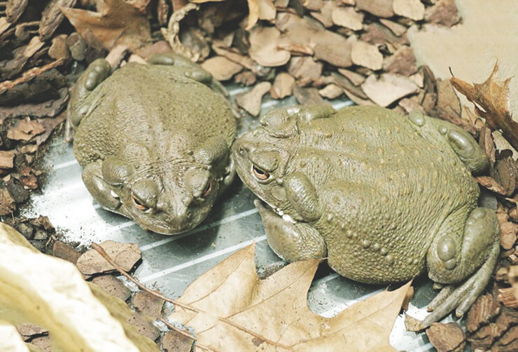 Галлюциногенная жаба фото