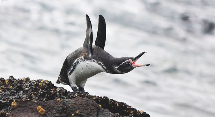 Галапагосский пингвин фото