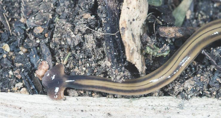 Молотоголовый червь Bipalium kewense