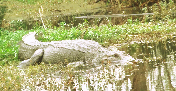 Острорылый или американский крокодил 