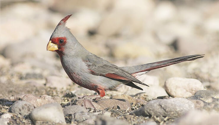 Пустынный кардинал фото