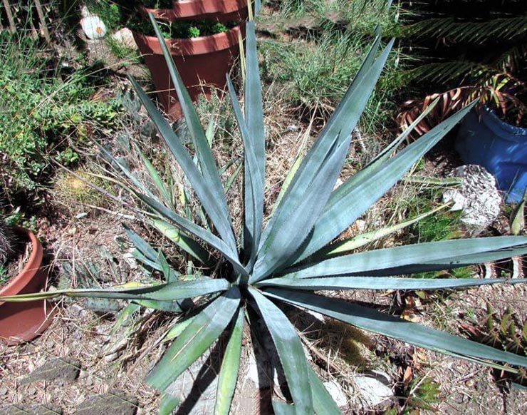 Фото Agave tequilana