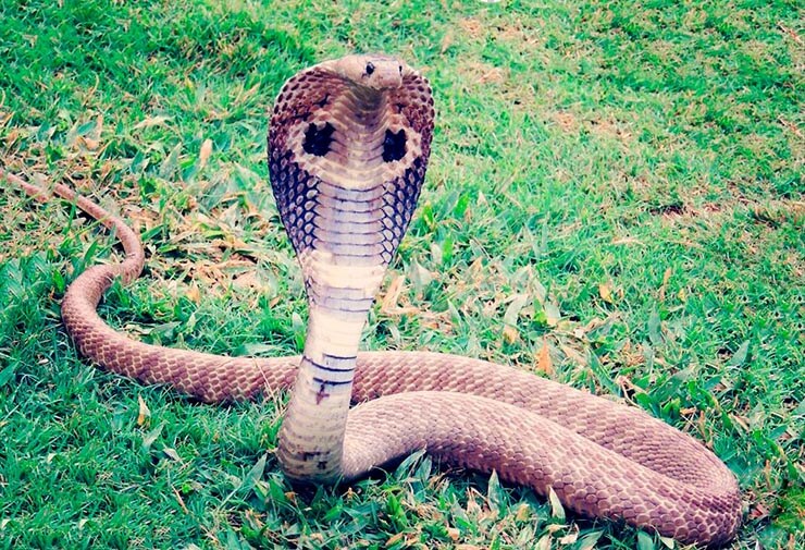 Королевская кобра змея картинки