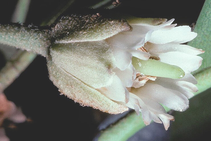 Цветок Manicara zapota