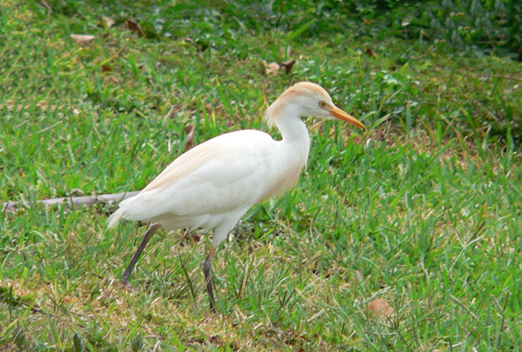 Фото Bubulcus ibis