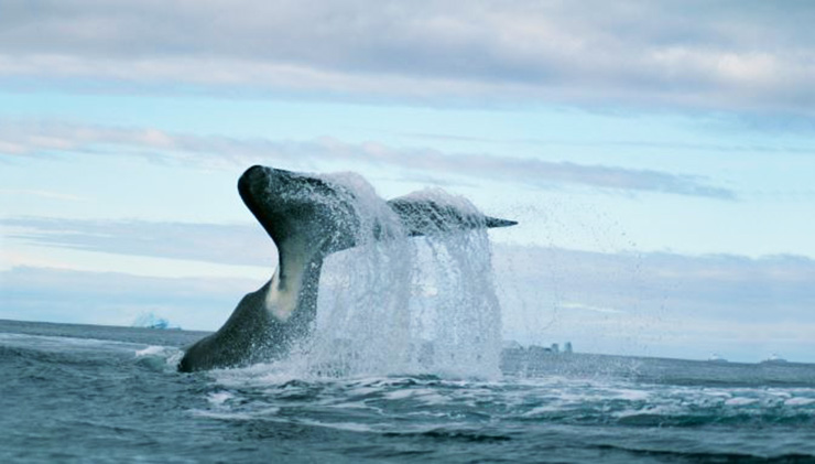 Полярный кит фото