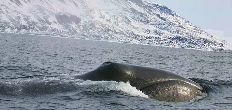 Картинка с гренландским китом