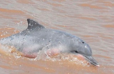 Белый дельфин, или тукукси