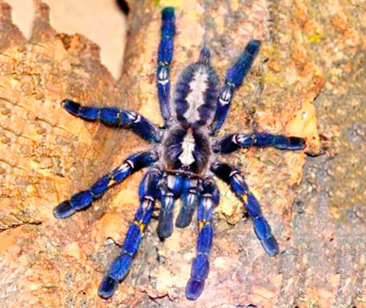 Фото синего паука
