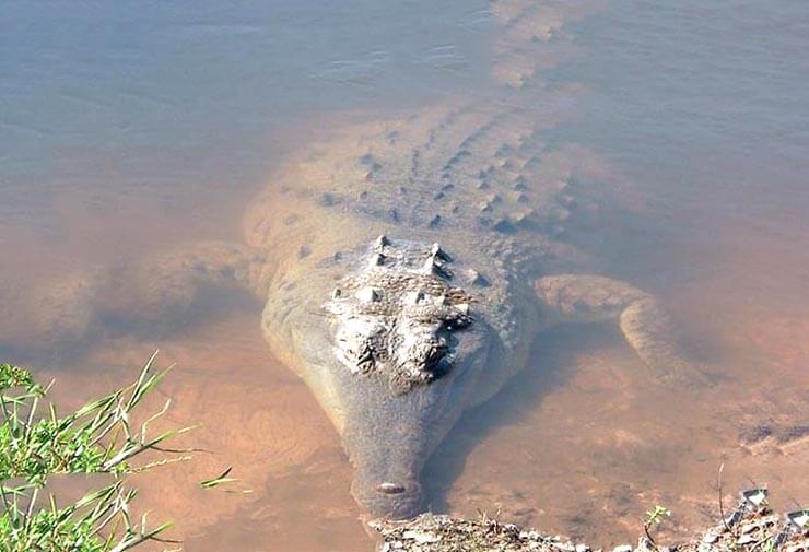 Фото оринокского крокодила