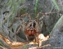 Сиднейский воронковый паук