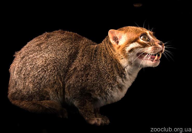 Суматранская кошка фото