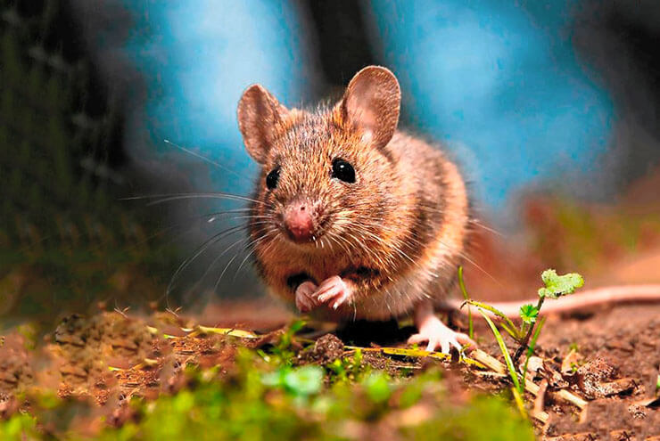 Домовая мышь фото