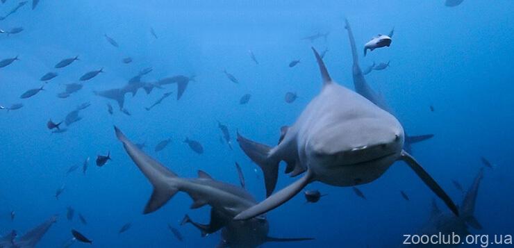 тупорылая акула фото