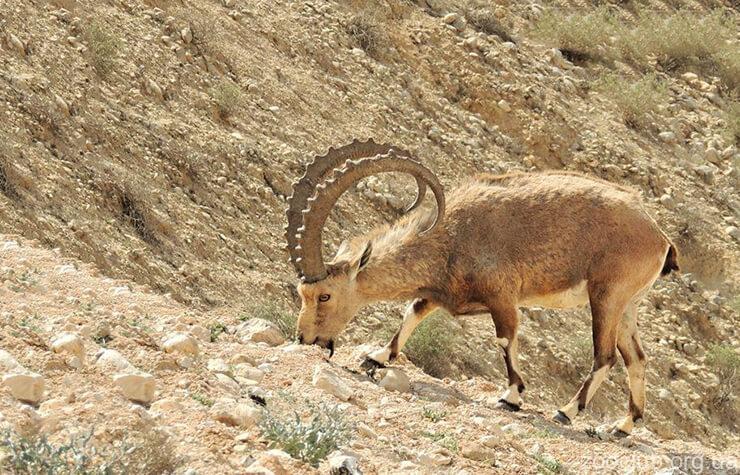 Нубийский горный козел фото