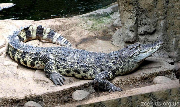 Сиамский крокодил фото
