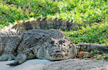 Сиамский крокодил
