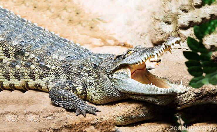 Фото сиамского крокодила