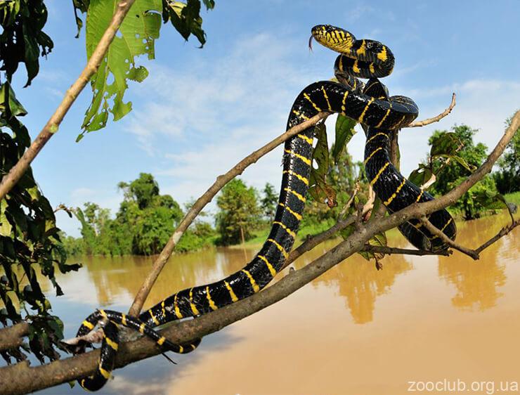 Мангровая змея фото