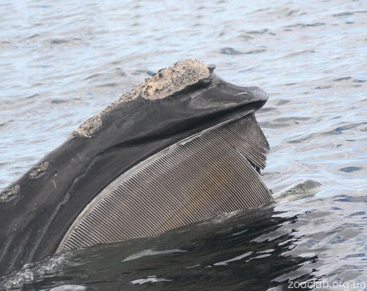 Фото северного гладкого кита