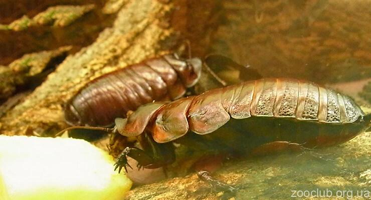 Гигантский роющий таракан фото