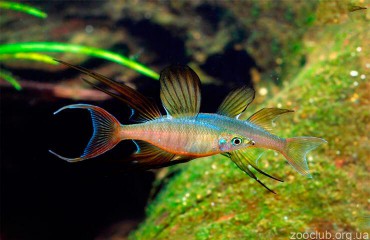 Аквариумная рыбка ириатерина Вернера