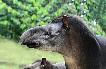 Тапир равнинный, или тапир бразильский