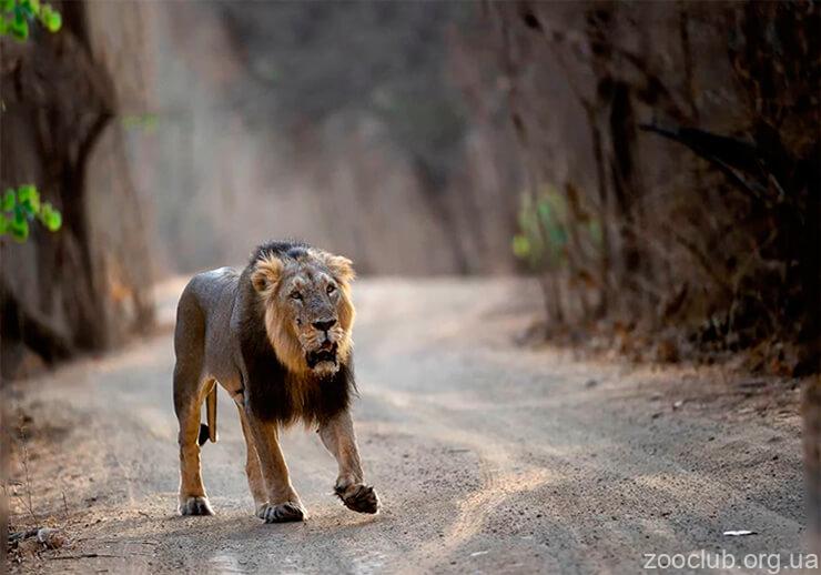 Фото азиатского льва