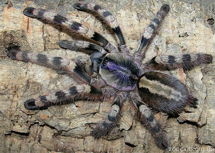 Фото индийского украшенного паука