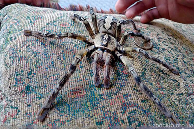 Индийский украшенный паук фото